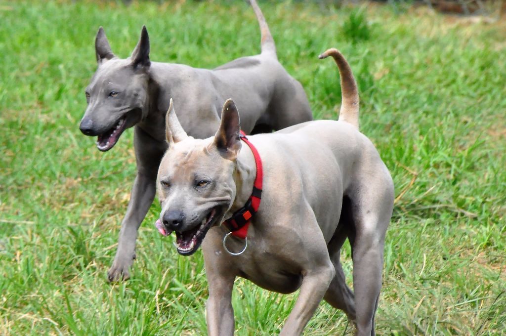 Des Plaines Sauvages Nawaïennes - Chien thaïlandais à crête dorsale - Portée née le 04/04/2017