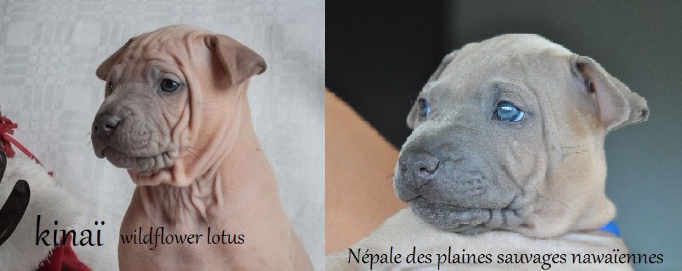népale des plaines sauvages nawaïennes