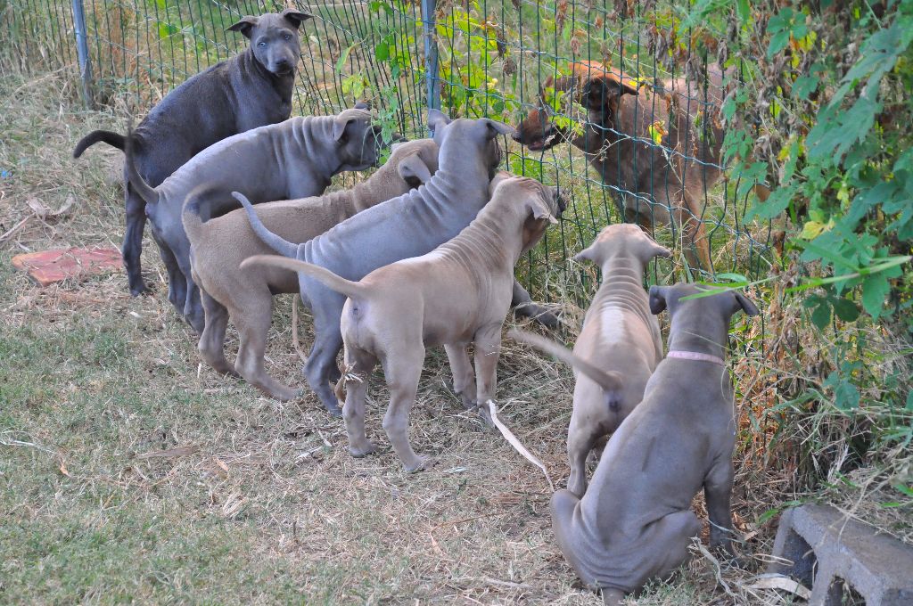 les chiots à 2 mois 2017 