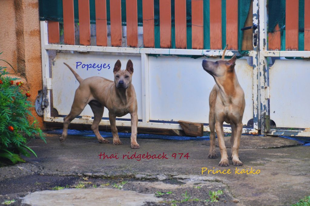 Des Plaines Sauvages Nawaïennes - Chien thaïlandais à crête dorsale - Portée née le 29/04/2019